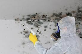 Best Emergency Mold Remediation  in Bryn Mawr Skyy, WA